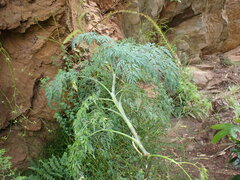 Notobubon gummiferum