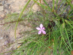 Acmadenia trigona