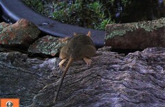 Antechinus flavipes