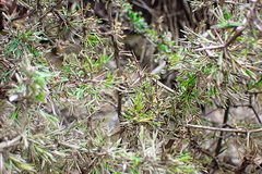 Asparagus mariae