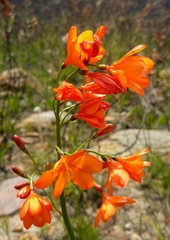 Pillansia templemannii