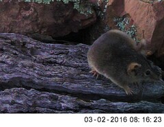 Antechinus flavipes
