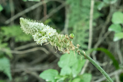 Albuca bracteata