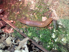 Athoracophorus