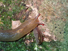 Athoracophorus