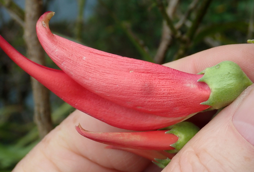 Clianthus magnificus, photograph 6