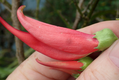 Clianthus maximus