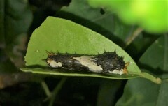 Papilio demodocus demodocus