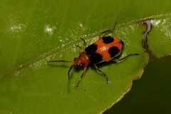 Aulacophora hilaris