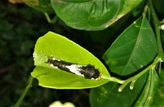 Papilio demodocus demodocus
