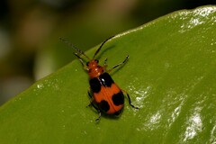 Aulacophora hilaris