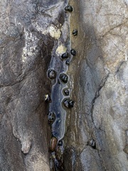 Littorina subrotundata