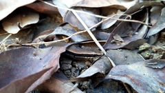 Eutropis rudis