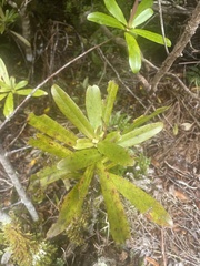 Myrsine salicina
