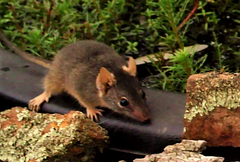 Antechinus flavipes