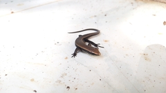 Eutropis rudis