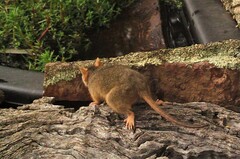 Antechinus flavipes