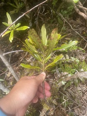 Myrsine salicina