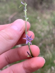 Caesia parviflora vittata