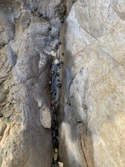 Littorina subrotundata