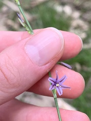 Caesia parviflora vittata