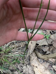 Caesia parviflora vittata