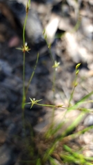 Juncus bufonius