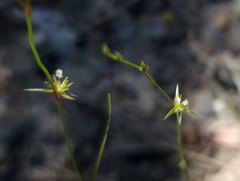 Juncus bufonius