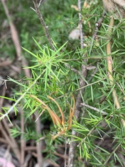 Grevillea juniperina