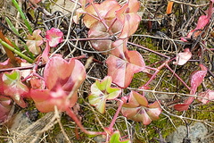 Pelargonium peltatum