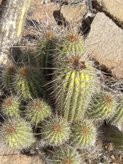 Trichocereus spachianus