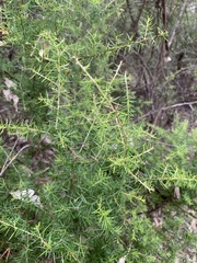 Grevillea juniperina