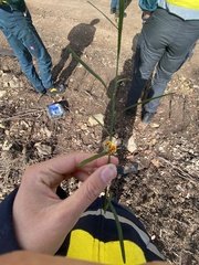 Daviesia leptophylla
