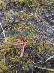 Drosera arcturi