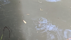 Aquarius paludum paludum