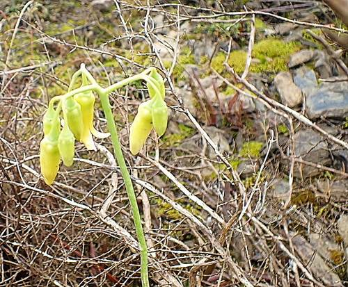 Cotyledon xanthantha