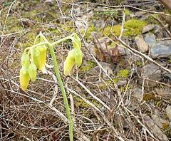 Cotyledon xanthantha