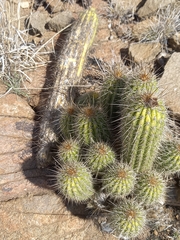 Trichocereus spachianus