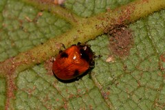 Tinosis bicolor