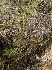Euphrasia collina