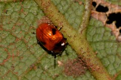 Tinosis bicolor