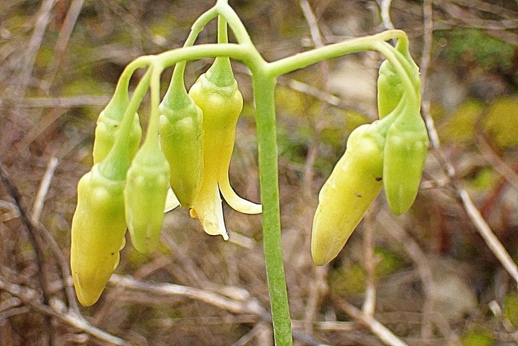Cotyledon xanthantha, Bergoewer, Still Bay, South Africa