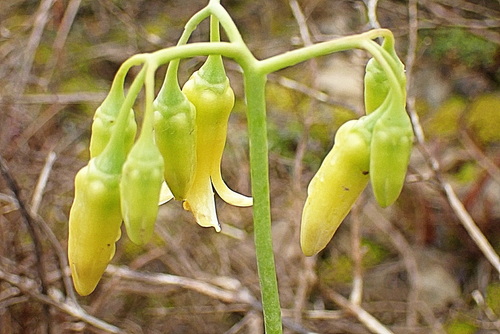 Cotyledon xanthantha