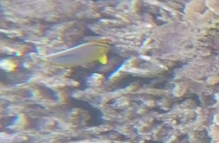 Chaetodon trifasciatus