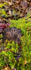 Polyporus nigrocristatus