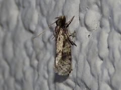 Amydria effrenatella