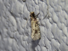 Amydria effrenatella