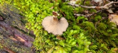 Polyporus nigrocristatus