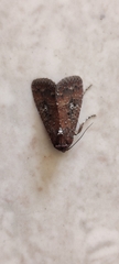 Condica illecta