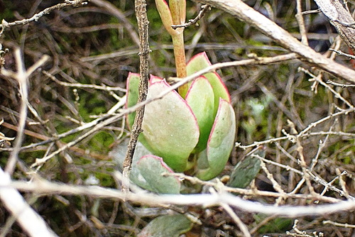Cotyledon xanthantha